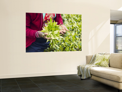 Woman Picking Tea Leaves, Pedro Tea Estate, Nuwara Eliya, Sri Lanka by Ian Trower Pricing Limited Edition Print image