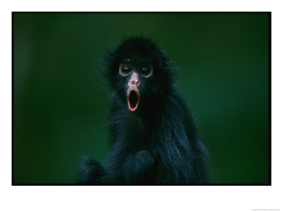 An Orphaned Black-Faced Spider Monkey Named Pulgoso by Joel Sartore Pricing Limited Edition Print image