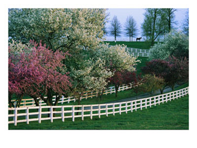 Flowering Crab Apple Trees Bloom On Manchester Farms Grounds by Melissa Farlow Pricing Limited Edition Print image