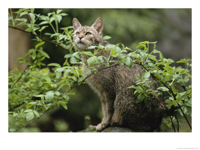 A Portrait Of An African Wildcat Behind A Branch by Norbert Rosing Pricing Limited Edition Print image