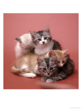 Four Kittens With Red Background by Edward Slater Pricing Limited Edition Print image