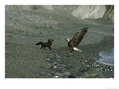 A Northern American Bald Eagle And A Red Fox Square Off Over Food by Norbert Rosing Pricing Limited Edition Print image