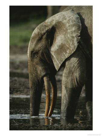 An Adult Forest Elephant Probes For Salt In The Mud With Its Trunk by Michael Fay Pricing Limited Edition Print image
