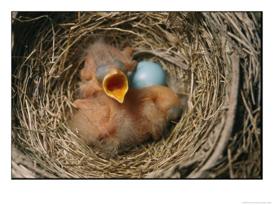 Robin Nest With Newborn Chicks And Egg by Richard Nowitz Pricing Limited Edition Print image