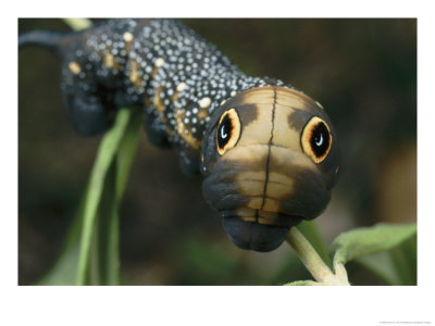 Hawk Moth Caterpillar Inflating Its Thorax As A Defense Mechanism by Darlyne A. Murawski Pricing Limited Edition Print image