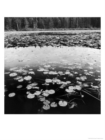 Lily Pads, Baptism River, Minnesota by Stephen Gassman Pricing Limited Edition Print image
