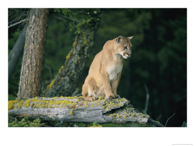 A Captive Male Mountain Lion Sits Atop The Trunk Of A Fallen Tree by Norbert Rosing Pricing Limited Edition Print image