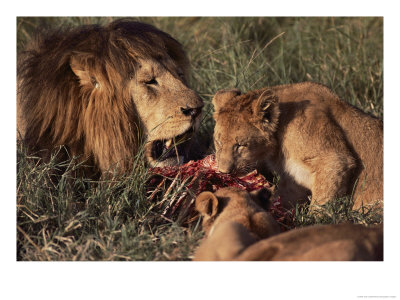 A Family Of Lions Feeds Off The Carcass Of A Freshly-Killed Animal by Jodi Cobb Pricing Limited Edition Print image