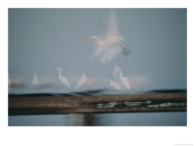 Egrets And White Herons Are A Blur Of Motion As They Fly Over The Water by Skip Brown Pricing Limited Edition Print image