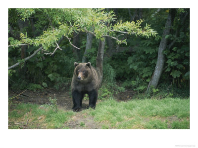A Kamchatka Brown Bear On The Edge Of A Forest by Peter Carsten Pricing Limited Edition Print image