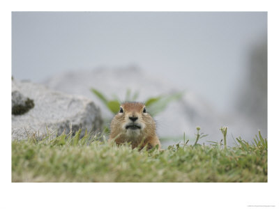 Close View Of An Arctic Ground Squirrel by Tom Murphy Pricing Limited Edition Print image