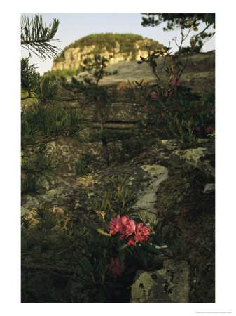 View Of The Pinnacle Of Pilot Mountain With Blooming Rhododendron by Raymond Gehman Pricing Limited Edition Print image