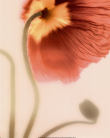 Mystic Poppies I by Donna Geissler Pricing Limited Edition Print image