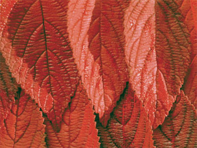 Red Leaves by Rainer Kiedrowsky Pricing Limited Edition Print image