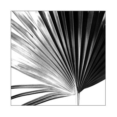 Black And White Palm Iv by Jason Johnson Pricing Limited Edition Print image