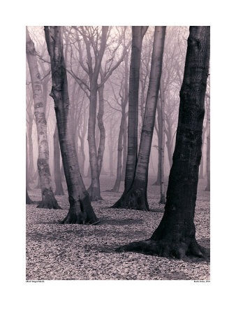 Beech Forest, 1936 by Albert Renger-Patzsch Pricing Limited Edition Print image