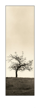 Cherry Blossom Tree by Alan Blaustein Pricing Limited Edition Print image