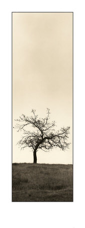 Cherry Blossom Tree by Alan Blaustein Pricing Limited Edition Print image