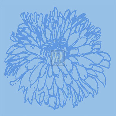 Chrysanthemum Bloom I by Alice Buckingham Pricing Limited Edition Print image