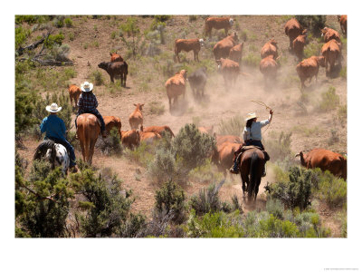 Cowboys And Cowgirls Driving Cattle Through Dust In Central Oregon, Usa by Janis Miglavs Pricing Limited Edition Print image
