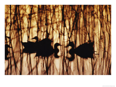 A Group Of Silhouetted Mallards Swims Among Reeds At Sunset by Jason Edwards Pricing Limited Edition Print image