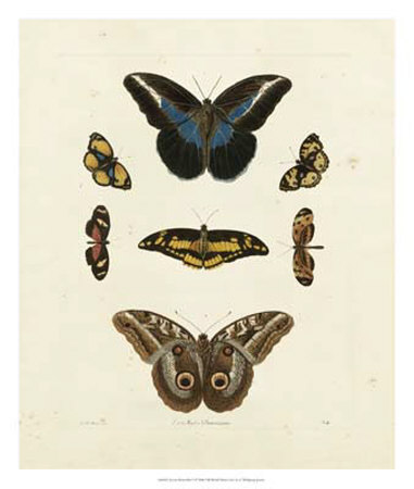 Butterflies I by George Wolfgang Knorr Pricing Limited Edition Print image