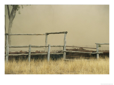 Santa Gertrudis Cattle Create A Dust Cloud In A Corral by Jason Edwards Pricing Limited Edition Print image