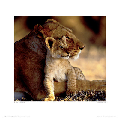 Lioness With Cub by Michel Denis-Hout Pricing Limited Edition Print image