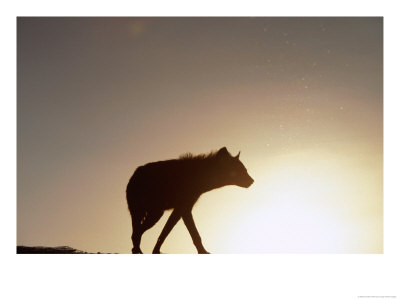 Adult Spotted Hyena (Crocuta Crocuta) Reflected In Waterhole, Chobe National Park, Botswana by Andrew Parkinson Pricing Limited Edition Print image