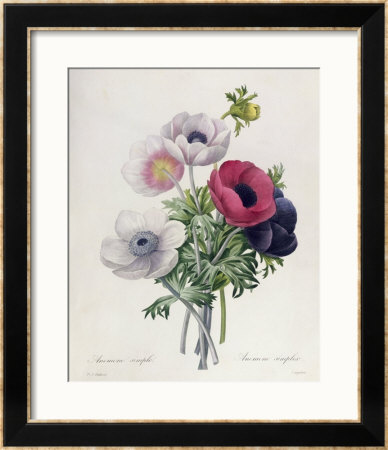 Anemone: Simple, From Les Choix Des Plus Belles Fleurs by Pierre-Joseph Redouté Pricing Limited Edition Print image