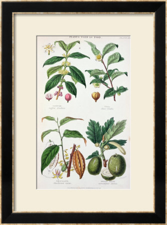 Coffee Tea Chocolate And Breadfruit Plate From A Botanical Study by W. Fitch Pricing Limited Edition Print image