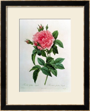 Rosa Gallica Regallis by Pierre-Joseph Redouté Pricing Limited Edition Print image