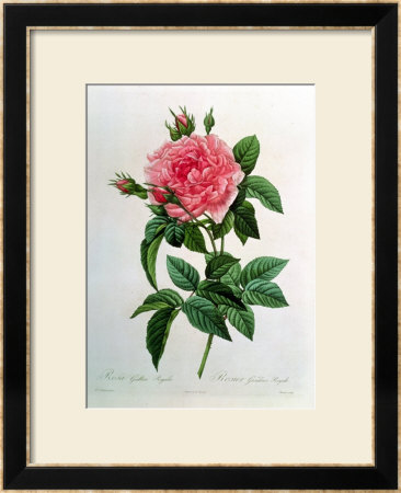 Rosa Gallica Regallis by Pierre-Joseph Redoute Pricing Limited Edition Print image