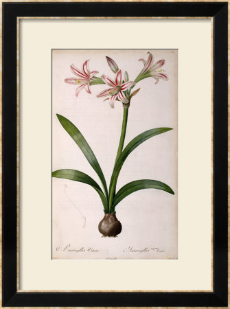 Amaryllis Vittata, From Les Liliacees Amaryllisees by Pierre-Joseph Redouté Pricing Limited Edition Print image