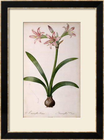 Amaryllis Vittata, From Les Liliacees Amaryllisees by Pierre-Joseph Redoute Pricing Limited Edition Print image