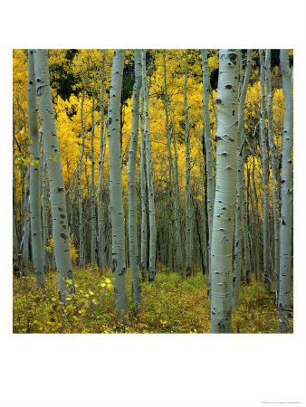 Forest Of Tree With Fall Foliage by Karl Neumann Pricing Limited Edition Print image