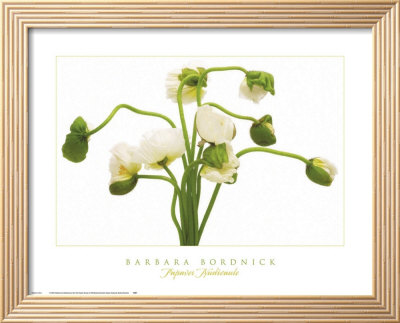 Papavar Nudicale by Barbara Bordnick Pricing Limited Edition Print image