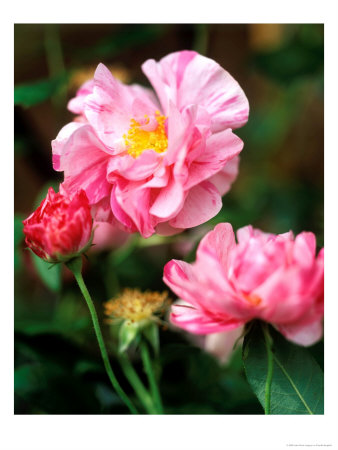 Rosa Gallica (Versicolor), Close-Up Of Flowers And Foliage by Pernilla Bergdahl Pricing Limited Edition Print image