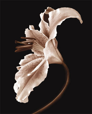 Jennifer's Lily by Steven Mitchell Pricing Limited Edition Print image