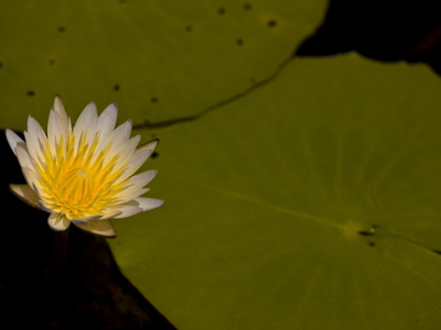 Water Lily, Nnymphae Marliacea Chromatella, And Flower by Beverly Joubert Pricing Limited Edition Print image