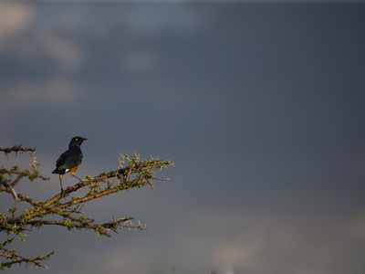 A Superb Starling, Lamprotornis Suberbus, Perched On A Tree Branch by Beverly Joubert Pricing Limited Edition Print image
