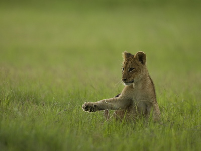 African Lion Cub, Panthera Leo, Playing by Beverly Joubert Pricing Limited Edition Print image