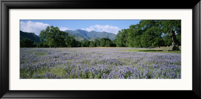A Meadow Filled With Blooming Lupines, Bordered By Oaks And Mountains by Rich Reid Pricing Limited Edition Print image
