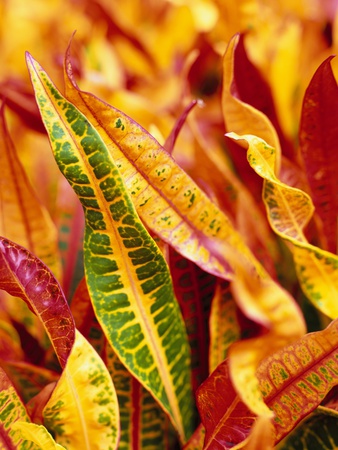 Colorful Leaves Of Croton by Envision Pricing Limited Edition Print image