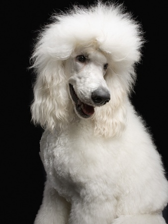 Standard Poodle by Robert Recker Pricing Limited Edition Print image