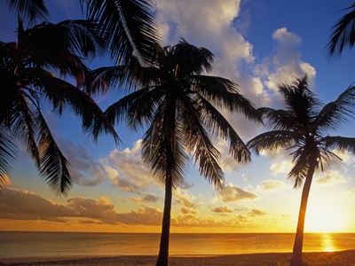 Palm Trees At Sunset by Donald Nausbaum Pricing Limited Edition Print image