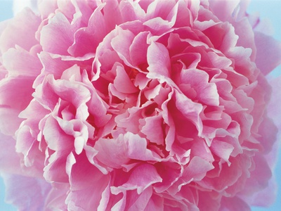 Pink Peony by Heide Benser Pricing Limited Edition Print image
