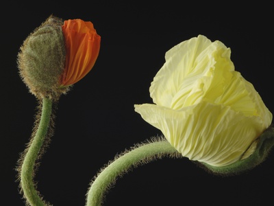 Corn Poppy Buds, Close-Up by Claudia Rehm Pricing Limited Edition Print image
