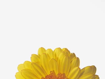 Gerbera by Petrol Pricing Limited Edition Print image