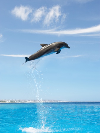 Dolphin Jumping High Up In The Air by Frank & Helena Pricing Limited Edition Print image